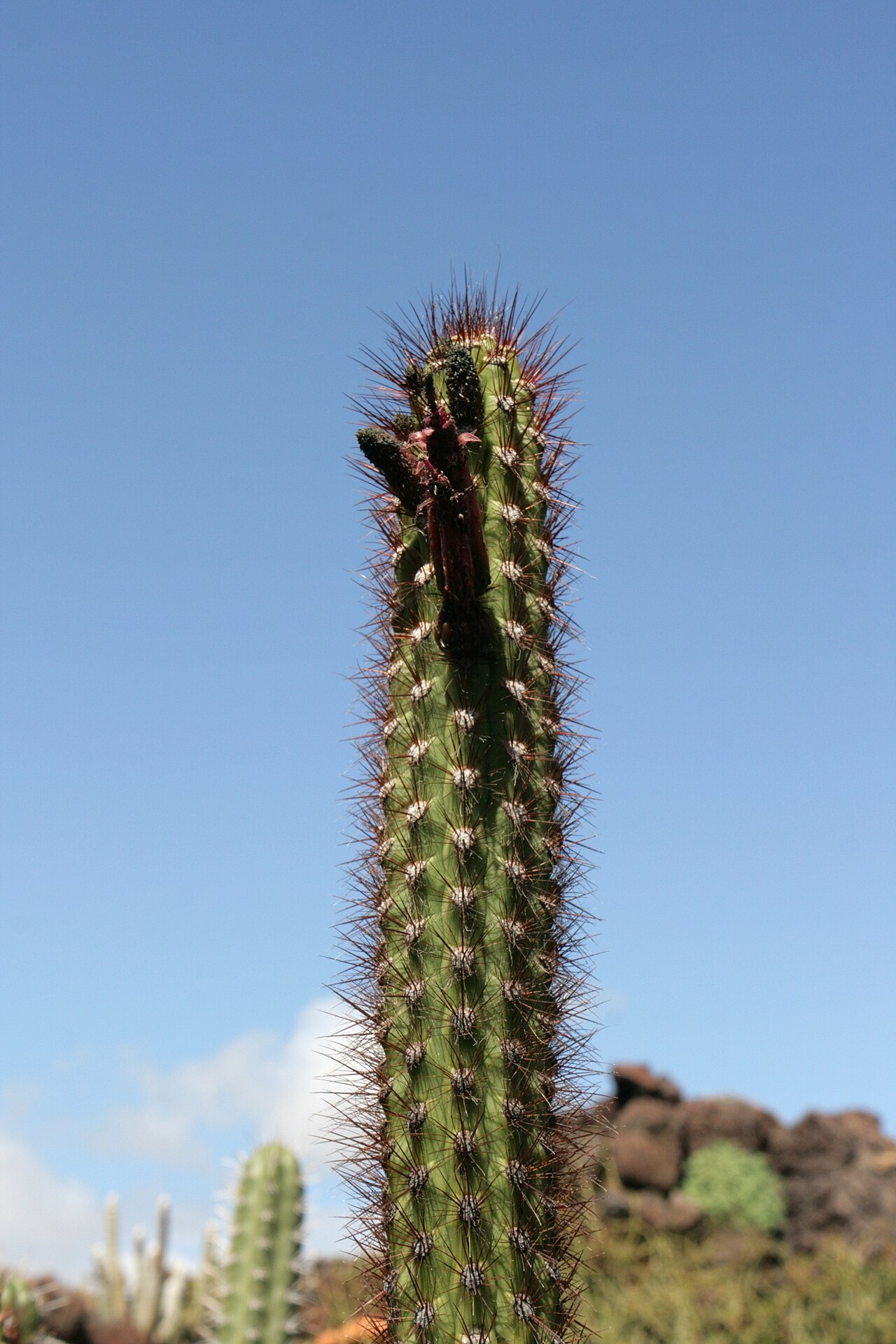 Oreocereus fossulatus: Oreocereus pseudofossulatus (red form) grown in the Botanical Garden “Jardin de Cactus” in Guatiza, Teguise , Lanzarote, Canary Islands