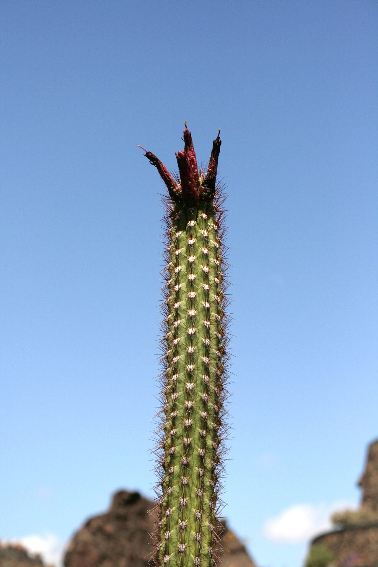 Oreocereus fossulatus: Oreocereus pseudofossulatus (red form) grown in the Botanical Garden “Jardin de Cactus” in Guatiza, Teguise , Lanzarote, Canary Islands