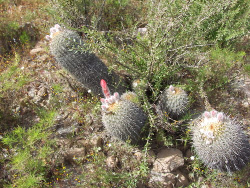Oreocereus hempelianus (Oreocereus hempelianus)