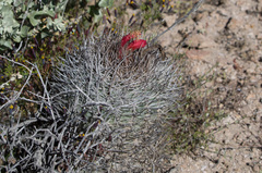 Oreocereus hempelianus (Oreocereus hempelianus)
