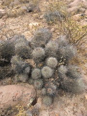 Oreocereus hempelianus (Oreocereus hempelianus)