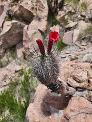Oreocereus hempelianus (Oreocereus hempelianus)