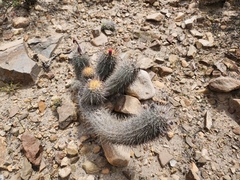Oreocereus hempelianus (Oreocereus hempelianus)