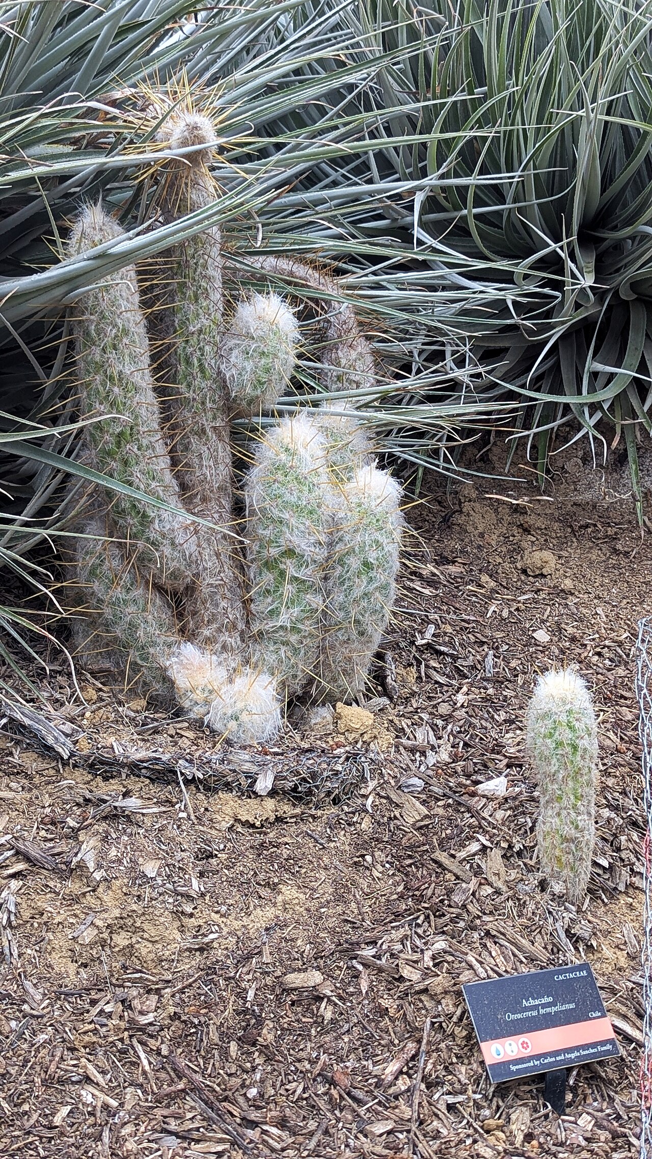 Oreocereus hempelianus: Oreocereus hempelianus - Ventura Botanical Gardens - Ventura, California, USA.
