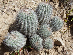 Oreocereus hempelianus (Oreocereus hempelianus)