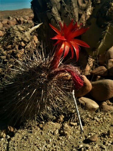 Oreocereus hempelianus (Oreocereus hempelianus)