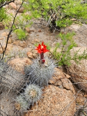 Oreocereus hempelianus (Oreocereus hempelianus)