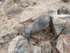 Oreocereus hempelianus (Oreocereus hempelianus)