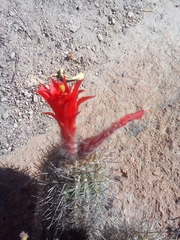 Oreocereus hempelianus (Oreocereus hempelianus)