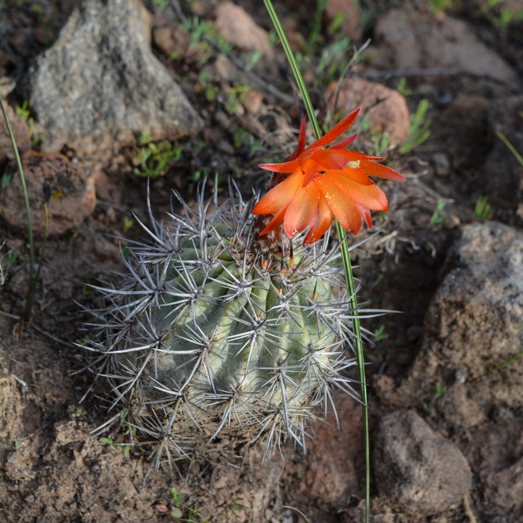 Oreocereus hempelianus (Oreocereus hempelianus)