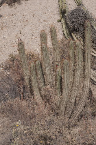 Oreocereus leucotrichus (Oreocereus leucotrichus)