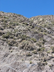 Oreocereus leucotrichus (Oreocereus leucotrichus)