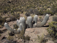 Oreocereus leucotrichus (Oreocereus leucotrichus)