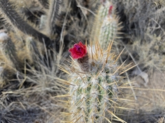 Oreocereus leucotrichus (Oreocereus leucotrichus)