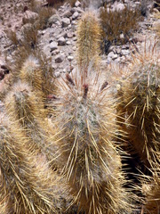 Oreocereus leucotrichus (Oreocereus leucotrichus)