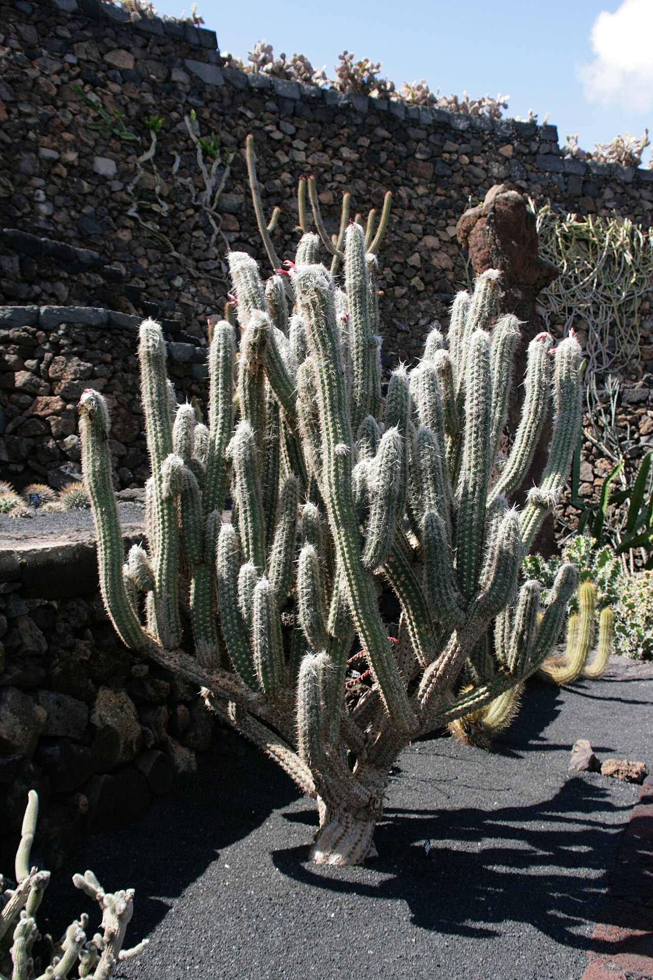 Oreocereus leucotrichus: Oreocereus leucotrichus grown in the Botanical Garden “Jardin de Cactus” in Guatiza, Teguise , Lanzarote, Canary Islands