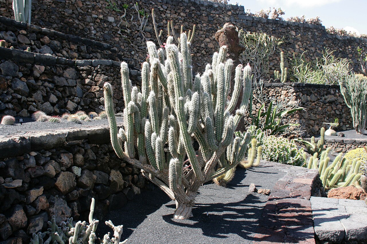 Oreocereus leucotrichus: Oreocereus leucotrichus grown in the Botanical Garden “Jardin de Cactus” in Guatiza, Teguise , Lanzarote, Canary Islands