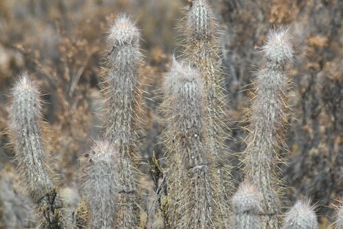 Oreocereus leucotrichus (Oreocereus leucotrichus)