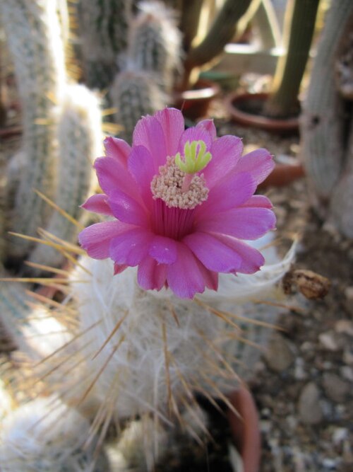 Oreocereus ritteri: Oreocereus leucotrichus Common Name(s): Old Man of the Andes Synonym(s): Echinocactus leucotrichus, Arequipa leucotricha, Borzicactus leucotrichus, Oreocereus h