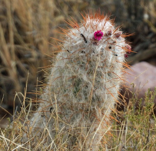 Oreocereus trollii (Oreocereus trollii)