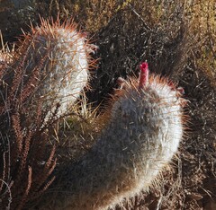 Oreocereus trollii (Oreocereus trollii)