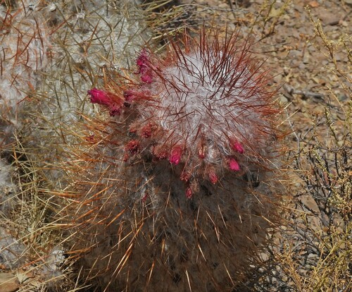Oreocereus trollii (Oreocereus trollii)