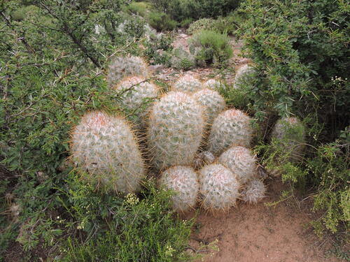 Oreocereus trollii (Oreocereus trollii)