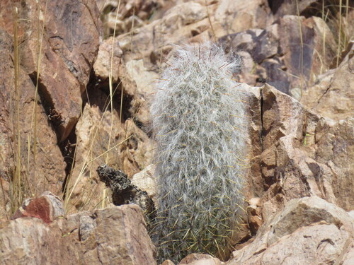 Oreocereus trollii (Oreocereus trollii)