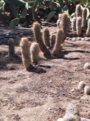 Oreocereus trollii (Oreocereus trollii)