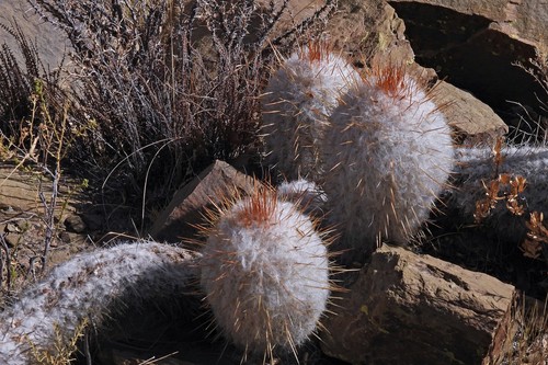 Oreocereus trollii (Oreocereus trollii)