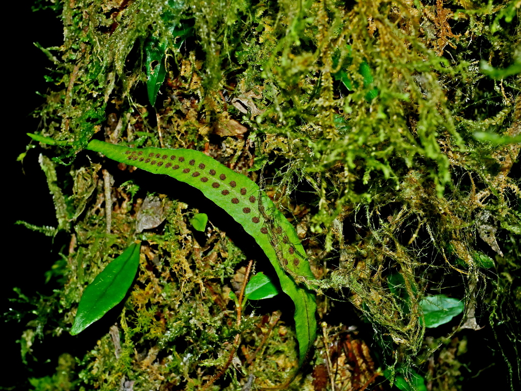 Oreogrammitis congener (Oreogrammitis congener)