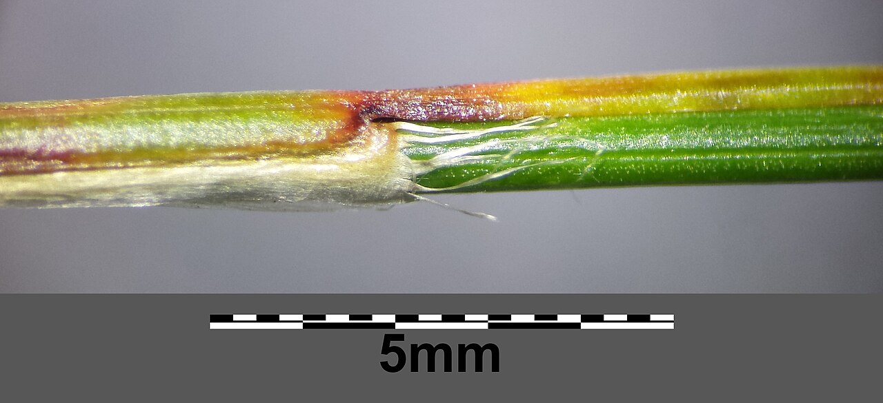 Oreojuncus monanthos: Stipe with leaf and lacerate auricle Taxonym: Juncus monanthos ss Fischer et al. EfÖLS 2008 ISBN 978-3-85474-187-9 Location: Waxriegel/Schneeberg, district Neun