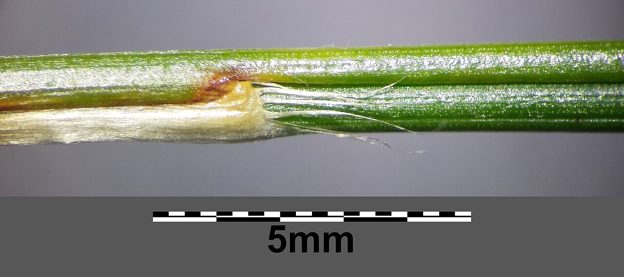 Oreojuncus monanthos: Stipe with leaf and lacerate auricle Taxonym: Juncus monanthos ss Fischer et al. EfÖLS 2008 ISBN 978-3-85474-187-9 Location: Waxriegel/Schneeberg, district Neun
