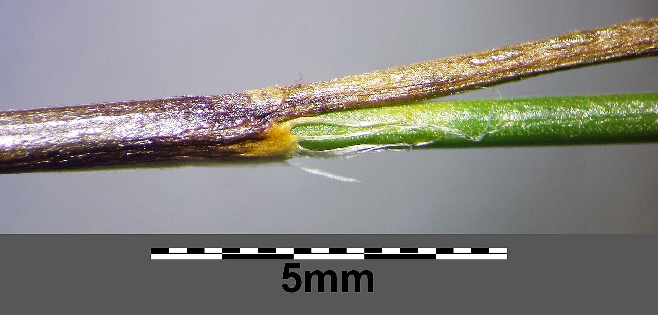 Oreojuncus monanthos: Stipe with leaf and lacerate auricle Taxonym: Juncus monanthos ss Fischer et al. EfÖLS 2008 ISBN 978-3-85474-187-9 Location: Waxriegel/Schneeberg, district Neun