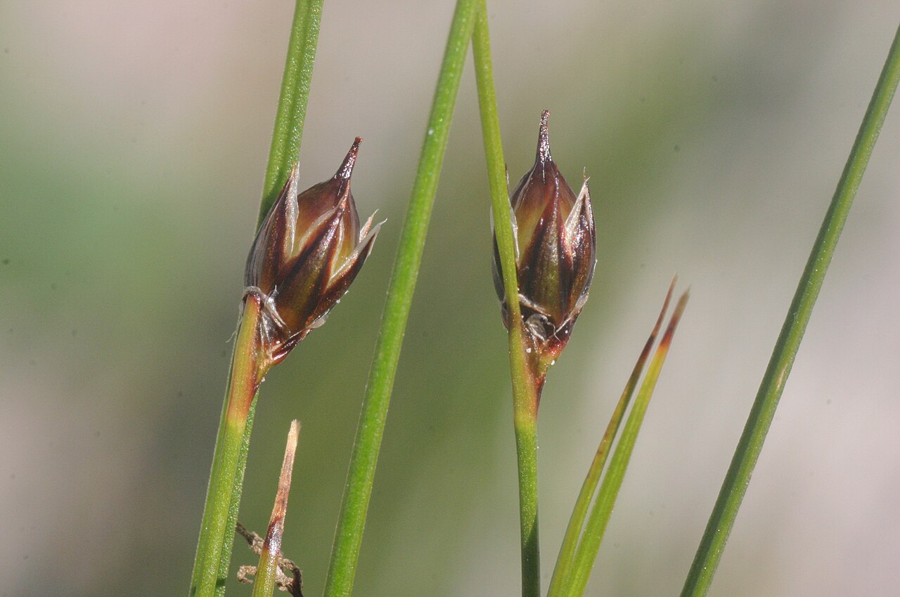 Oreojuncus monanthos: Juncus monanthos