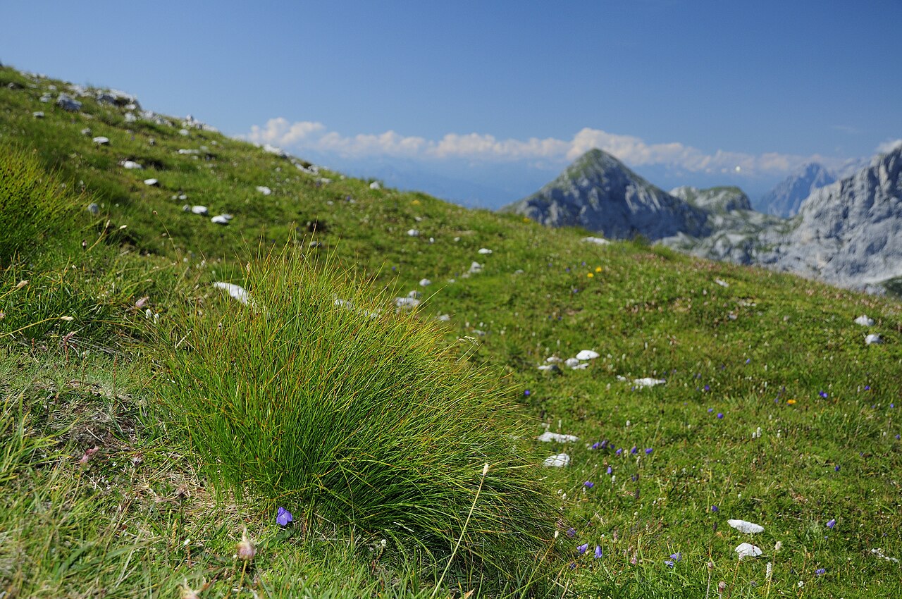 Oreojuncus monanthos (Oreojuncus monanthos)
