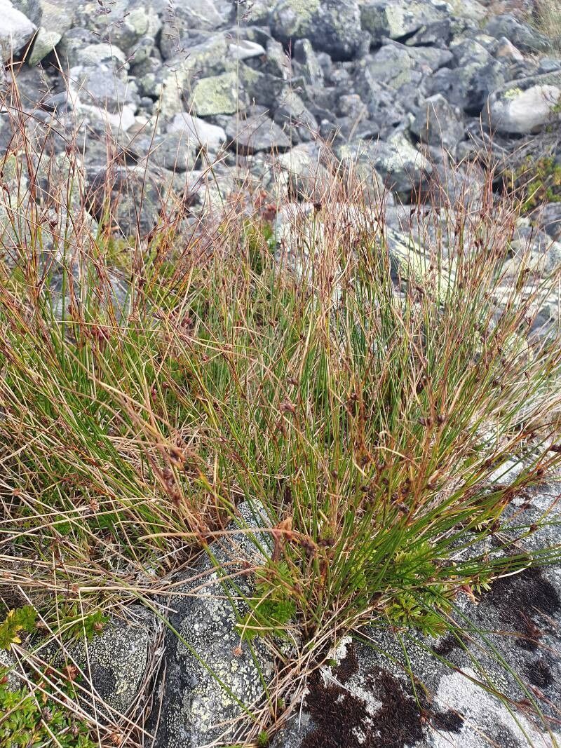Highland rush (Oreojuncus trifidus)