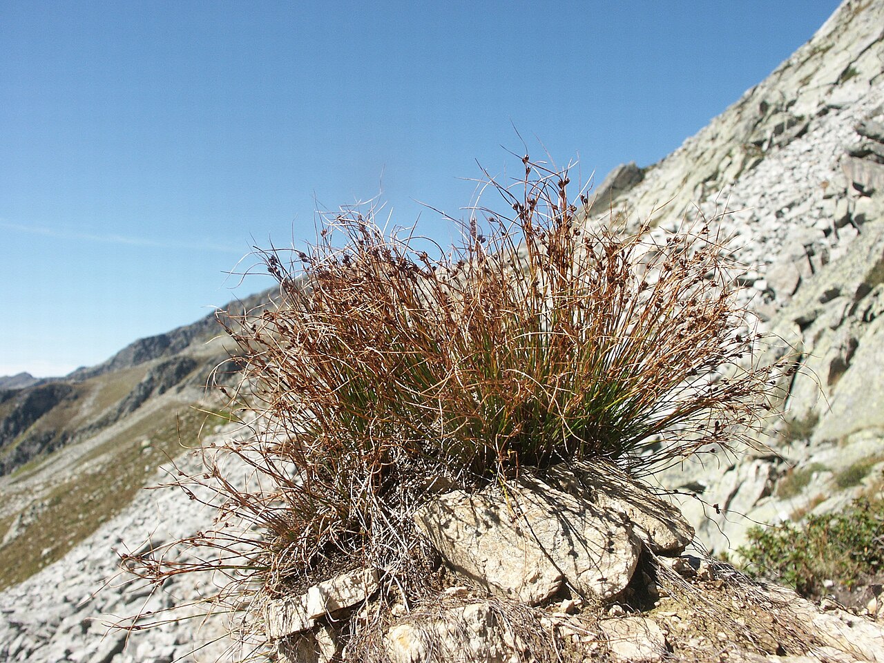 Highland rush: Juncus trifidus , Zillertaler Alpen, Italien