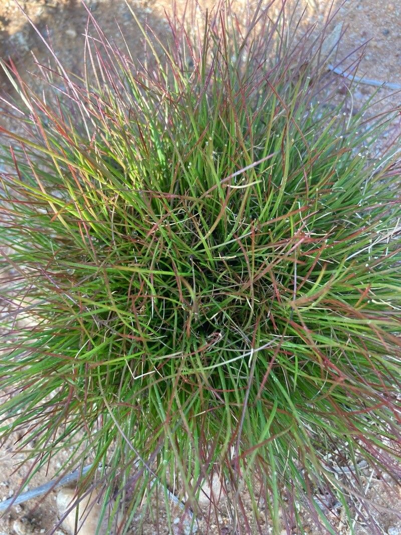 Highland rush (Oreojuncus trifidus)