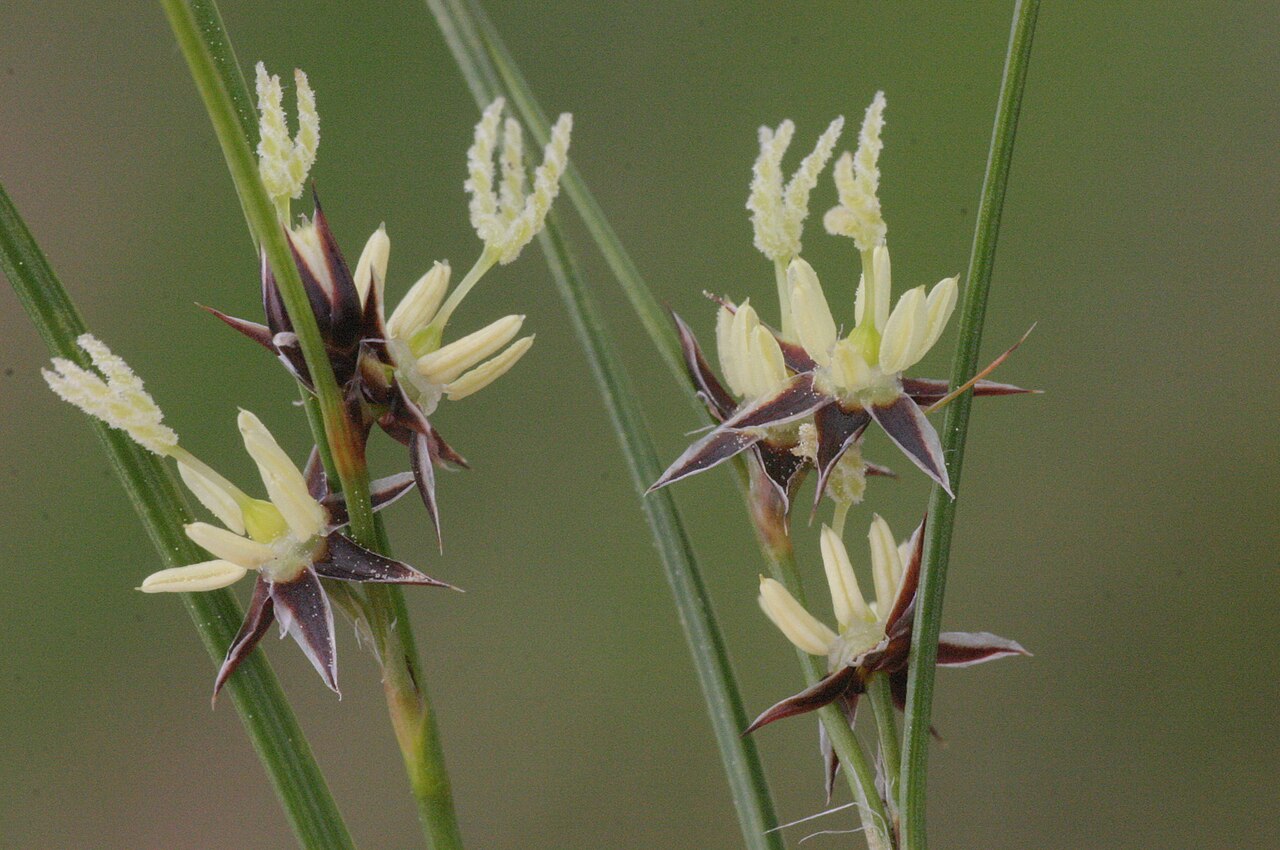 Highland rush: Juncus trifidus