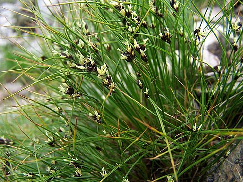 Highland rush: Juncus trifidus (pl. sit skucina), habitat: Tatra Mountains, Ornak