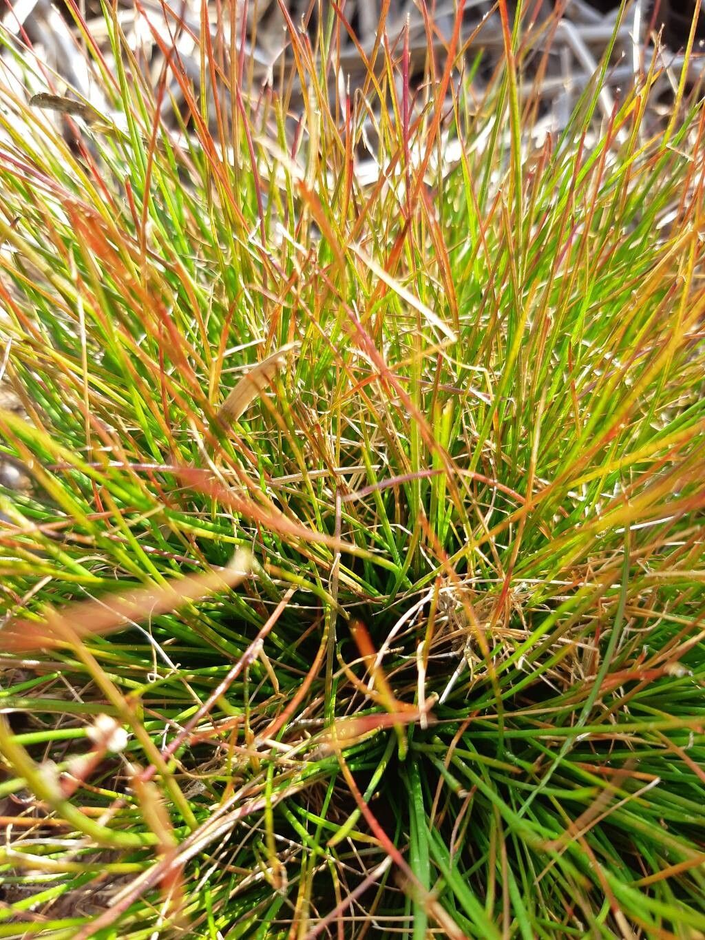 Highland rush (Oreojuncus trifidus)