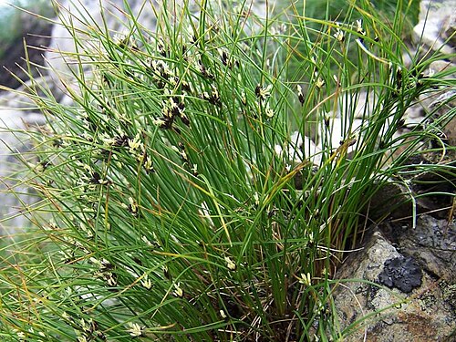 Highland rush: Juncus trifidus (pl. sit skucina), habitat: Tatra Mountains, Ornak