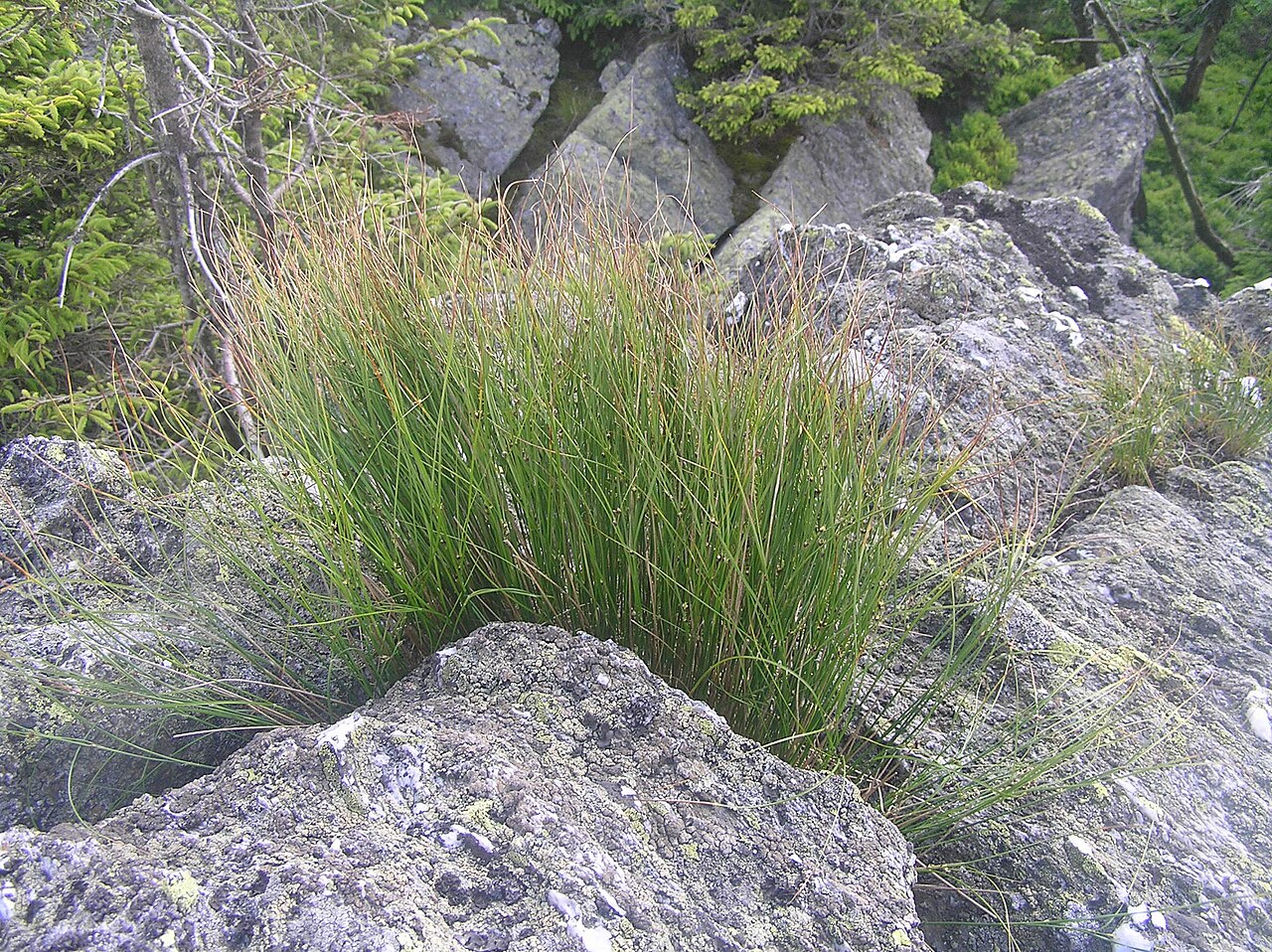 Highland rush: Juncus trifidus, Vlaštovčí kameny in the Králický Sněžník Mountains, Czech Republic