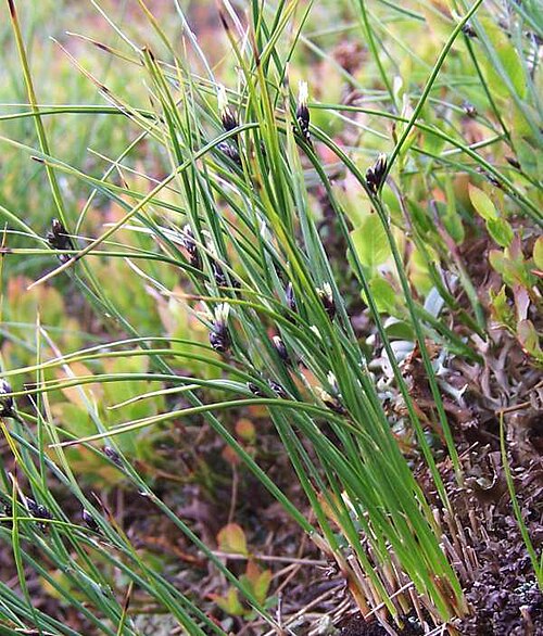 Highland rush: Juncus trifidus (pl. Sit skucina), habitat: Tatra Mountains, Ornak