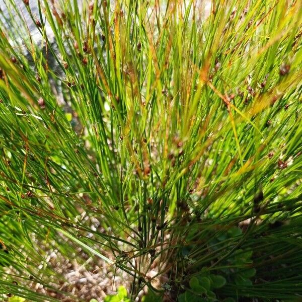 Highland rush (Oreojuncus trifidus)