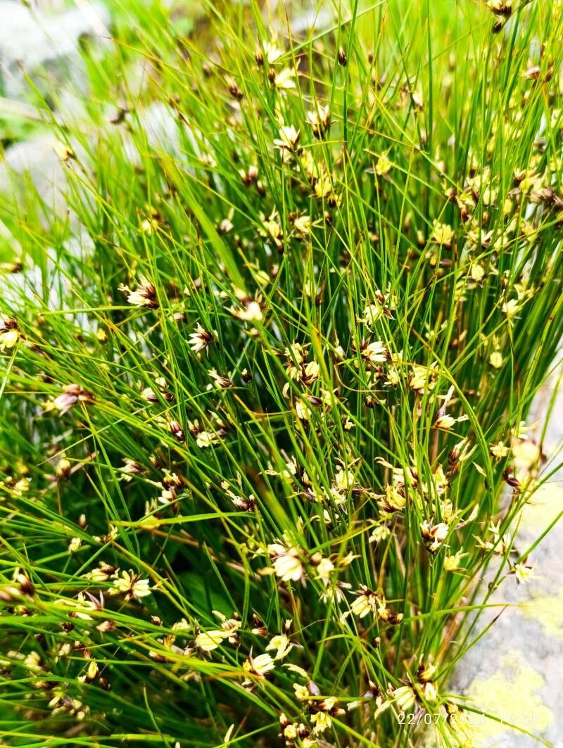 Highland rush (Oreojuncus trifidus)