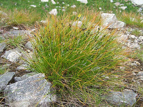 Highland rush: Juncus trifidus