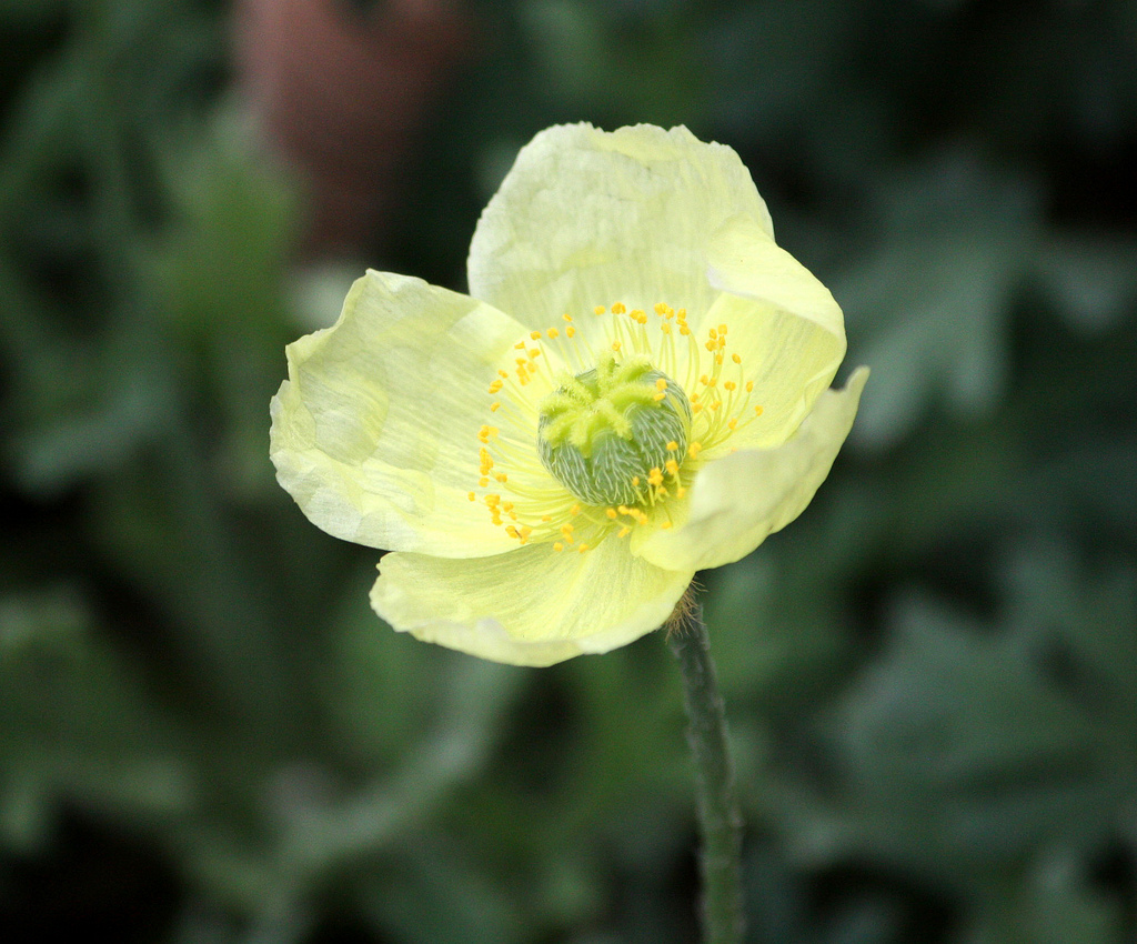 Lapland poppy: Papaver lapponicum subsp. occidentale