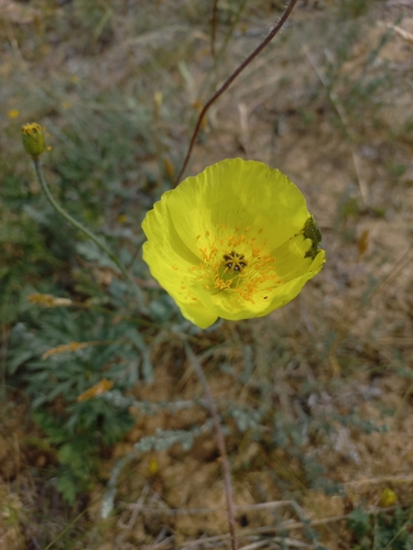 Iceland poppy (Oreomecon nudicaulis)